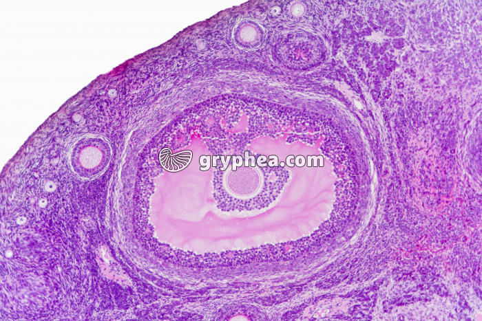 Ovaire de Lapine - follicule de De Graaf x25 - gryphea.com